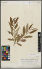 Foto von Salix alba L. x Salix fragilis L.